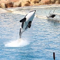 Marineland - Orgues - 009